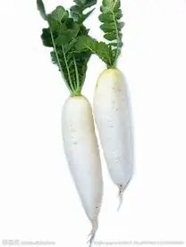 白萝卜/White radish