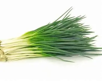 葱/GREEN ONIONS
